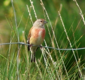 Bluthänfling m. (Carduelis cannabina)-L. Klasing