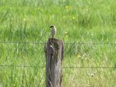 Neuntöter (Lanius collurio)-L. Klasing
