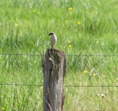 Neuntöter (Lanius collurio)-L. Klasing