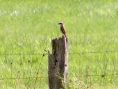 Neuntöter (Lanius collurio)-L. Klasing