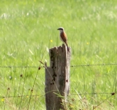 Neuntöter (Lanius collurio)-L. Klasing