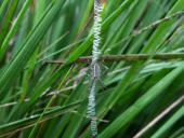Junge Wespenspinne W. (Argiope bruennich)-L. Klasing