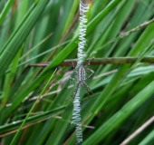 Junge Wespenspinne W. (Argiope bruennich)-L. Klasing
