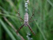 Junge Wespenspinne W. (Argiope bruennich)-L. Klasing