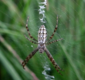 Junge Wespenspinne W. (Argiope bruennich)-L. Klasing