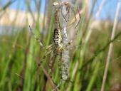 Nach der Häutung Wespenspinne W. (Argiope bruennich)-L. Klasing