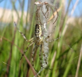 Nach der Häutung Wespenspinne W. (Argiope bruennich)-L. Klasing