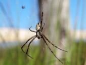 Wespenspinne M. (Argiope bruennich)-L. Klasing