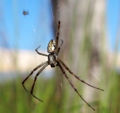 Wespenspinne M. (Argiope bruennich)-L. Klasing