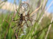 Vor der Paarung: Wespenspinne  (Argiope bruennich)-L. Klasing