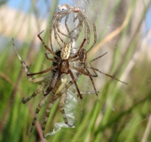 Vor der Paarung: Wespenspinne  (Argiope bruennich)-L. Klasing