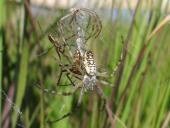 Paarung Wespenspinne (Argiope bruennich)-L. Klasing