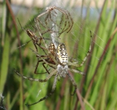 Paarung Wespenspinne (Argiope bruennich)-L. Klasing