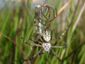 Paarung Wespenspinne (Argiope bruennich)-L. Klasing