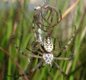 Paarung Wespenspinne (Argiope bruennich)-L. Klasing