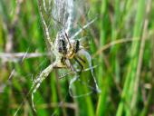 Paarung Wespenspinne (Argiope bruennich)-L. Klasing