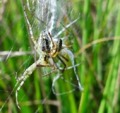 Paarung Wespenspinne (Argiope bruennich)-L. Klasing