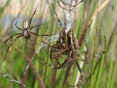 Paarung Wespenspinne (Argiope bruennich)-L. Klasing
