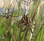 Paarung Wespenspinne (Argiope bruennich)-L. Klasing