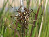Paarung Wespenspinne (Argiope bruennich)-L. Klasing