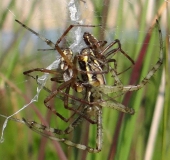 Paarung Wespenspinne (Argiope bruennich)-L. Klasing