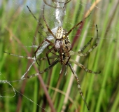 Paarung Wespenspinne (Argiope bruennich)-L. Klasing