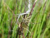Todesbiss nach der Paarung Wespensp. (Argiope bruennich)-L. Klasing