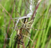 Todesbiss nach der Paarung Wespensp. (Argiope bruennich)-L. Klasing