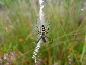 Wespenspinne W. (Argiope bruennich)-L. Klasing