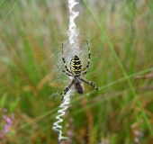 Wespenspinne W. (Argiope bruennich)-L. Klasing