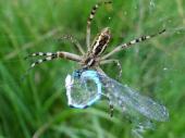 Wespenspinne W. (Argiope bruennich)-L. Klasing
