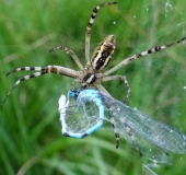 Wespenspinne W. (Argiope bruennich)-L. Klasing