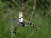 Wespenspinne W. (Argiope bruennich)-L. Klasing