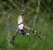 Wespenspinne W. (Argiope bruennich)-L. Klasing