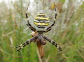 Wespenspinne W. (Argiope bruennich)-L. Klasing