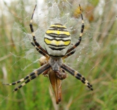 Wespenspinne W. (Argiope bruennich)-L. Klasing