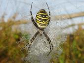 Wespenspinne W. (Argiope bruennich)-L. Klasing