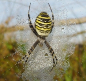 Wespenspinne W. (Argiope bruennich)-L. Klasing