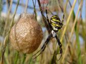 Wespenspinne W. (Argiope bruennich)-L. Klasing