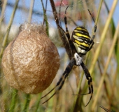 Wespenspinne W. (Argiope bruennich)-L. Klasing