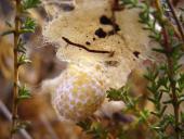 Zerstörter Kokon der Wespenspinne (Argiope bruennich)-L. Klasing