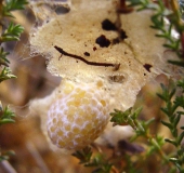 Zerstörter Kokon der Wespenspinne (Argiope bruennich)-L. Klasing