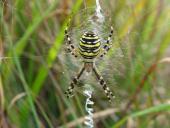 Wespenspinne  W. (Argiope bruennich)-L. Klasing