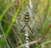 Wespenspinne  W. (Argiope bruennich)-L. Klasing