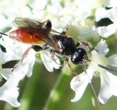 Schlupfwespe (Barichneumon derogator)-L. Klasing