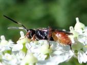 Schlupfwespe (Barichneumon derogator)-L. Klasing