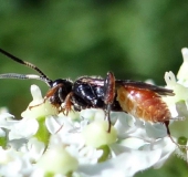 Schlupfwespe (Barichneumon derogator)-L. Klasing