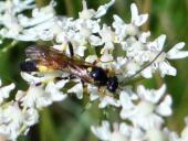 Schlupfwespe (Ichneumon confusor)-L. Klasing