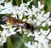 Schlupfwespe (Ichneumon confusor)-L. Klasing