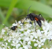 Schlupfwespe (Ichneumon stramentarius) -L. Klasing